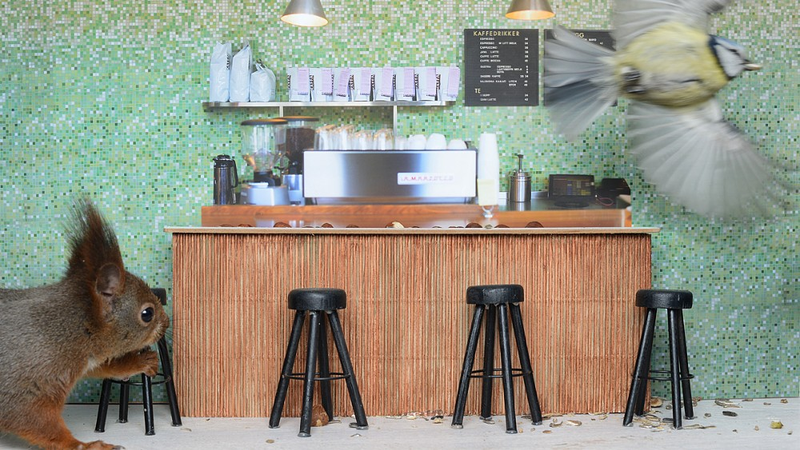 Illustration for article titled A Television Show About The World's First Cafe For Wild Birds